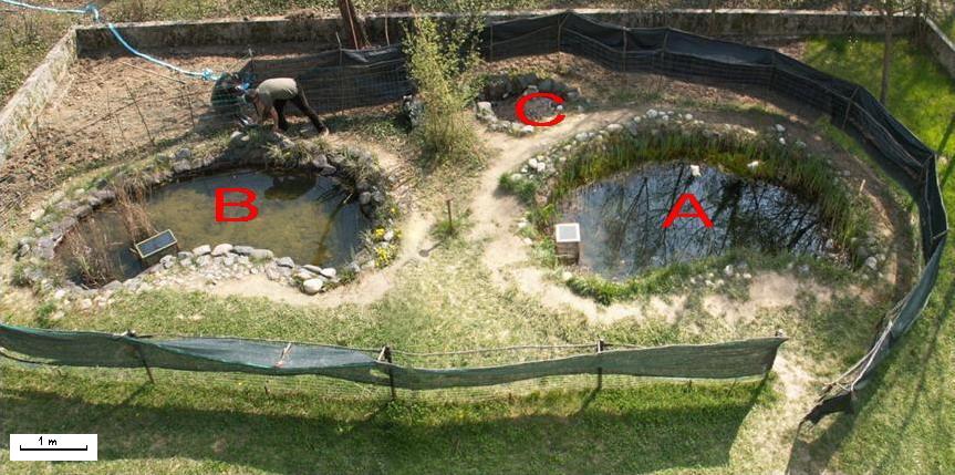 Cura e allevamento di ovature e larve di anfibi